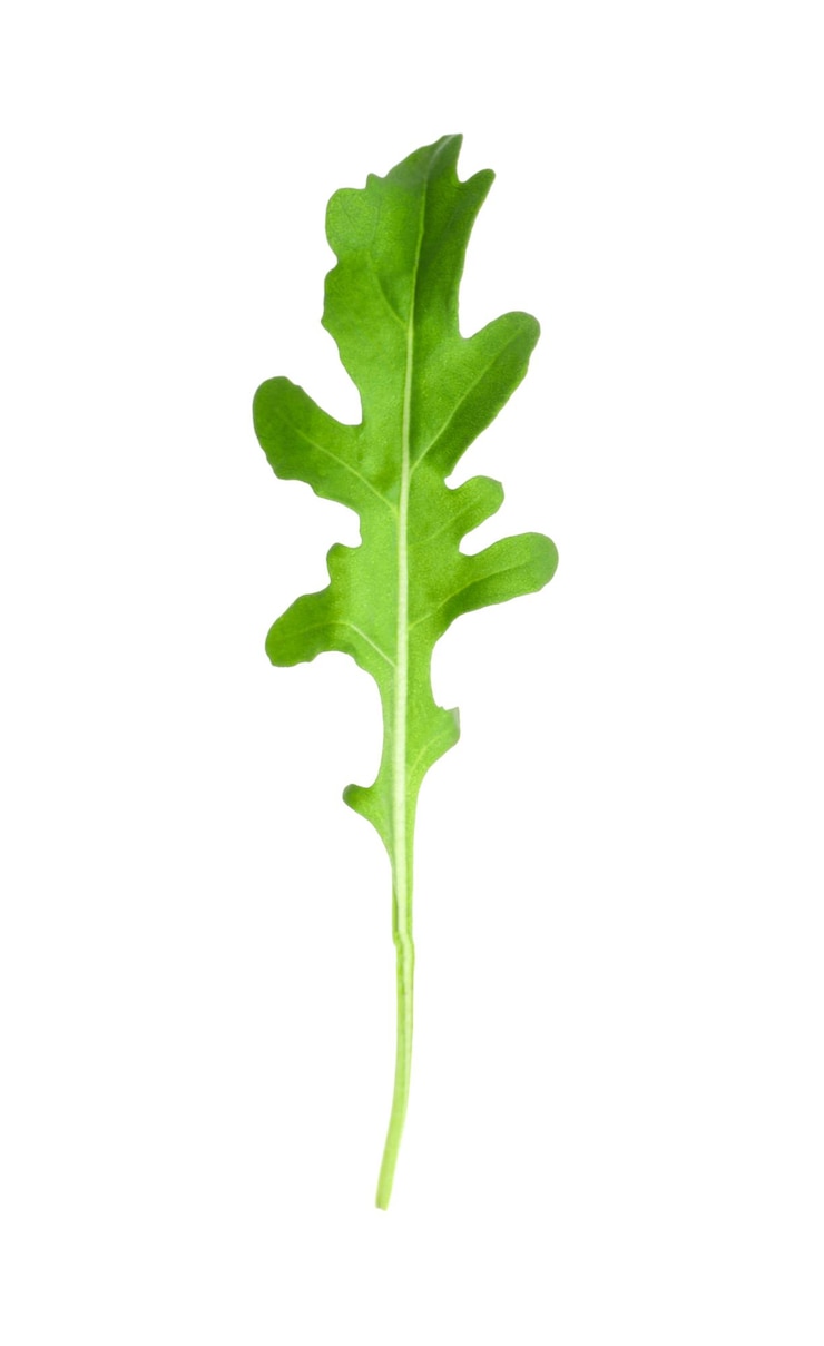 Foto foglia di rucola fresca isolata su bianco