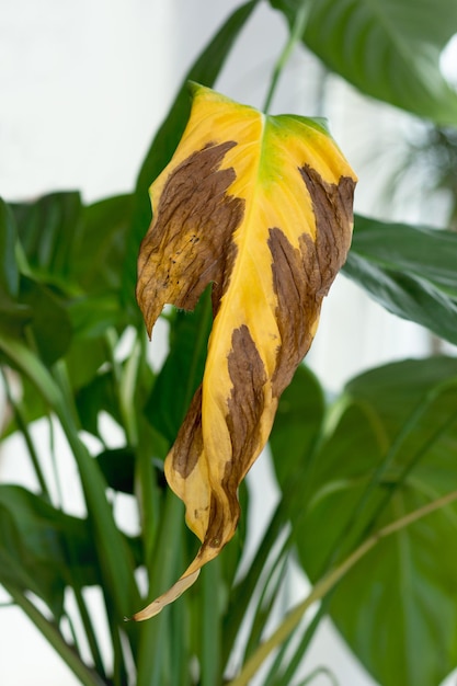 Foglia di spathiphyllum secco marrone giallo