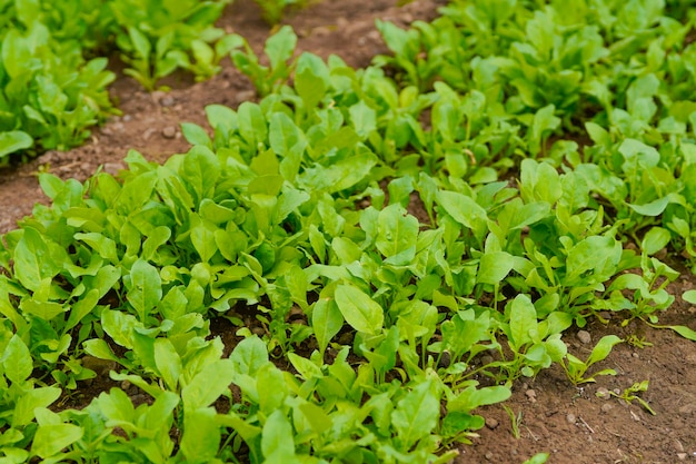 Foglia di spinaci al campo agricolo.