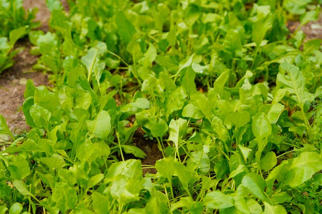 Foglia di spinaci al campo agricolo.