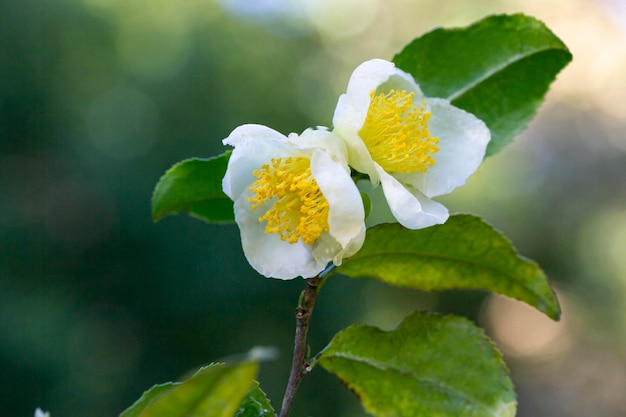 Foglia di tè e fiore bianco nella piantagione di tè Fiore di tè sul tronco Fiore di tè bianco bello e fresco