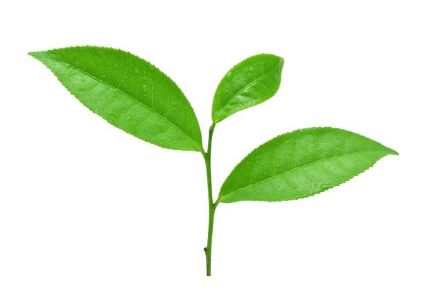 Foglia di tè verde con gocce d'acqua su sfondo bianco.