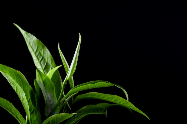 Foglia di tè verde d'annata isolata