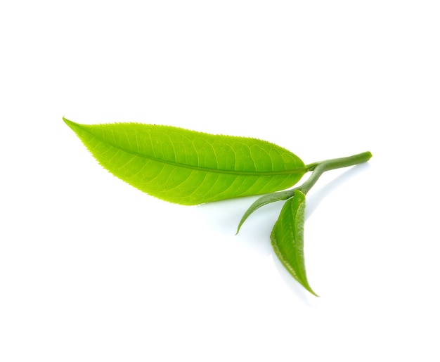 Foglia di tè verde fresca isolata
