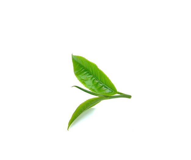 Foglia di tè verde fresca sulla parete bianca