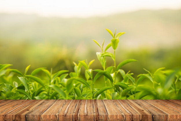 Foglia di tè verde in azienda al mattino