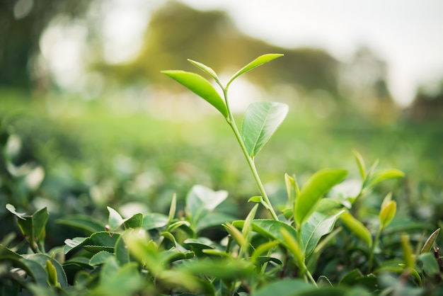 Foglia di tè verde in azienda al mattino