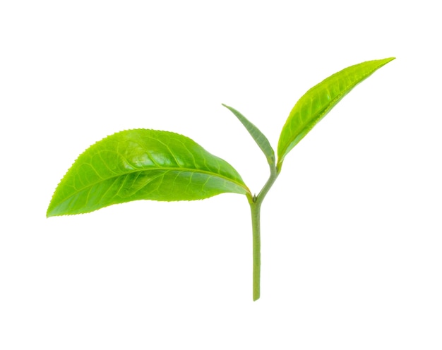 Foglia di tè verde isolata su bianco