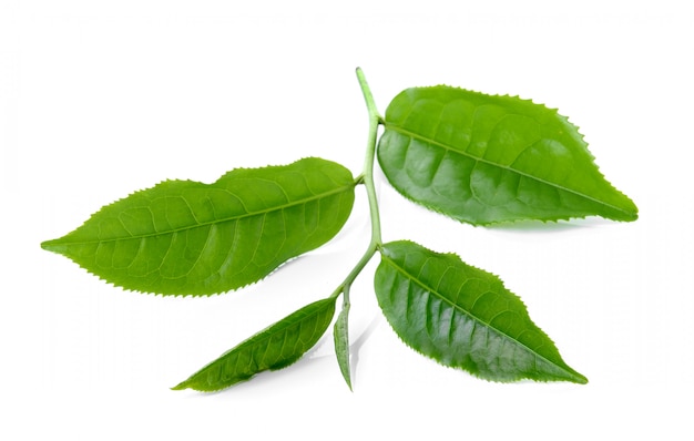 Foglia di tè verde isolata su fondo bianco