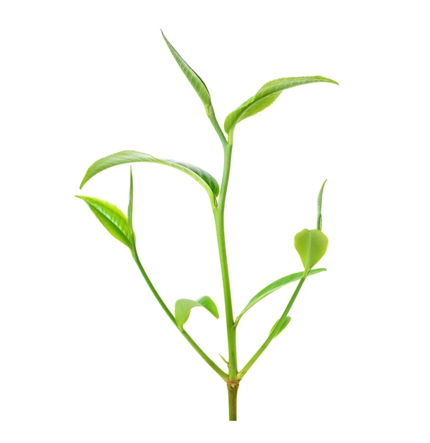 Foglia di tè verde isolata su fondo bianco
