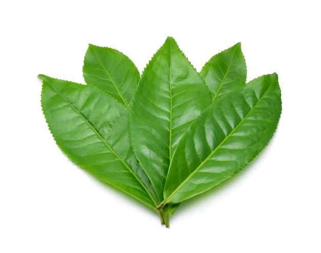 Foglia di tè verde isolata su sfondo bianco
