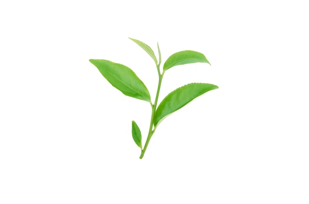 Foglia di tè verde isolata su superficie bianca
