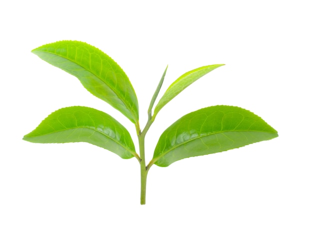 Foglia di tè verde isolato su sfondo bianco