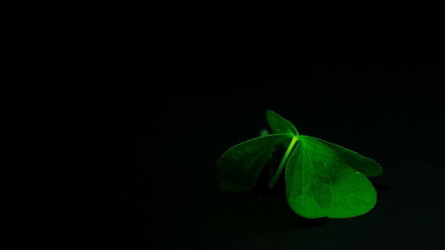 foglia di trifoglio verde su sfondo nero