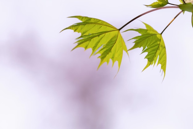 Foglia di un albero di acero contro il cielo viola