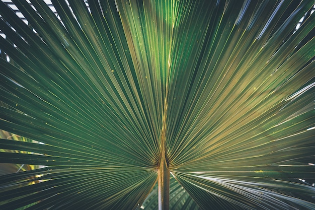 Foglia di Washingtonia filifera comunemente nota come palma a ventaglio del deserto o palma a ventaglio della California