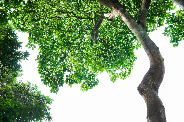 Foglia e albero isolati su sfondo bianco