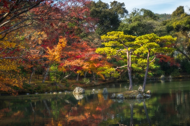 foglia e albero nella stagione Autum in Giappone