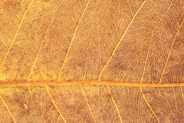 Foglia e autunno per sfondo e texture