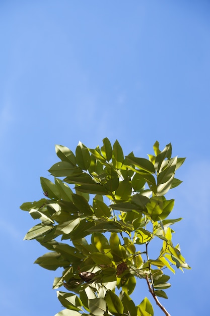 foglia e cielo