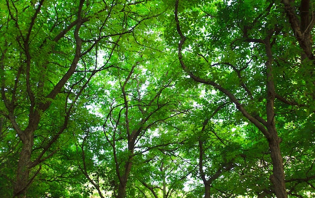 Foglia ed albero isolati su fondo bianco, paesaggio marocchino