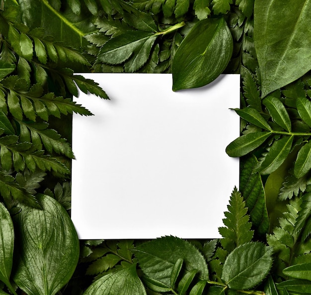 foglia fiore biglietto di auguri nota carta cornice sfondo piatto disposizione floreale invito natura primavera verde