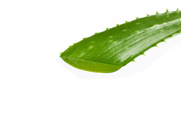 Foglia fresca di vera dell'aloe isolata su bianco, primo piano. Impianto di trattamento