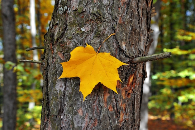 Foglia gialla autunnale su un tronco d'albero