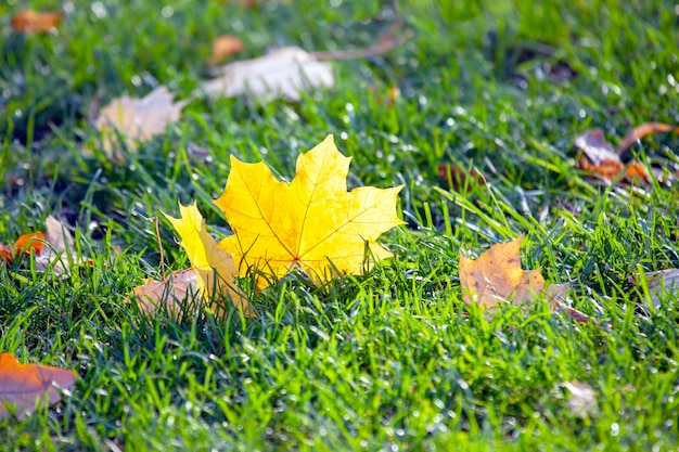 Foglia gialla caduta dell'albero di autunno sull'erba verde