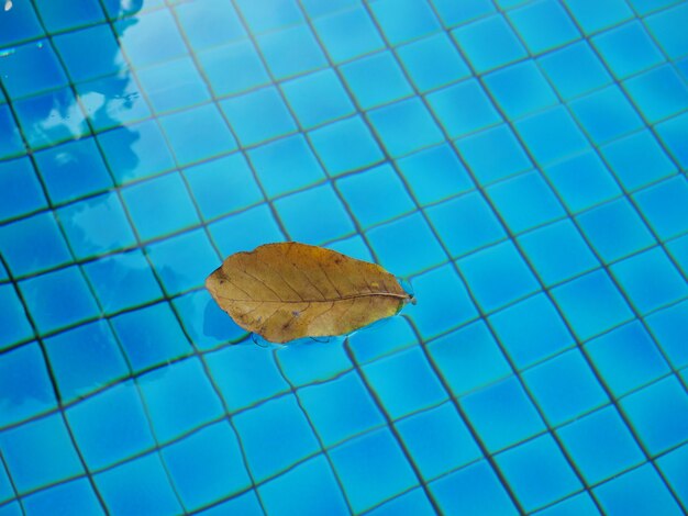 Foglia gialla caduta sull'acqua limpida della piscina