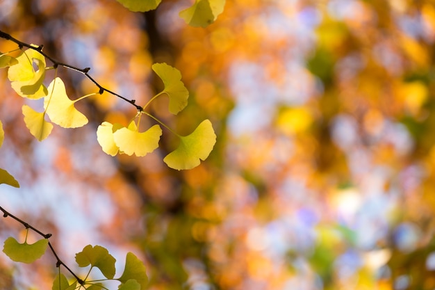 Foglia gialla dell&#39;albero del ginkgo nella stagione di caduta di autunno