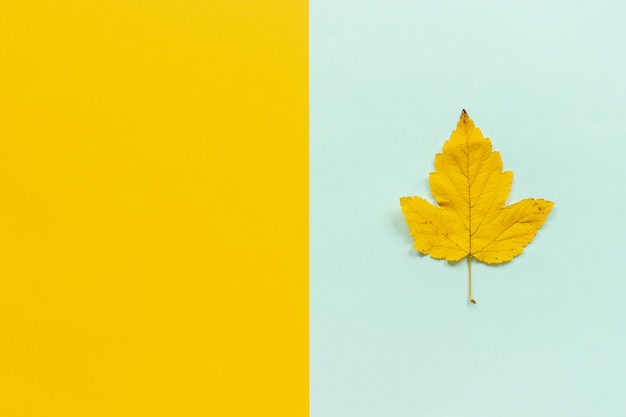 Foglia gialla di autunno su fondo giallo blu