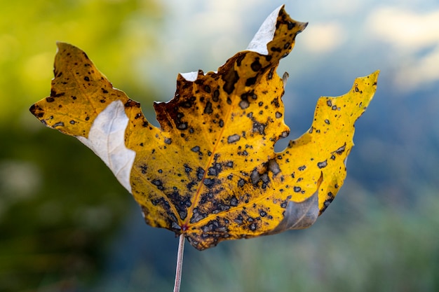 Foglia gialla e marrone in autunno a Alcoi, Alicante.