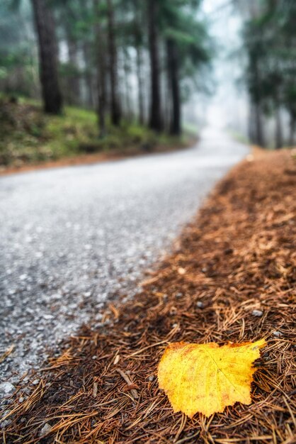 Foglia gialla e strada vuota nella foresta