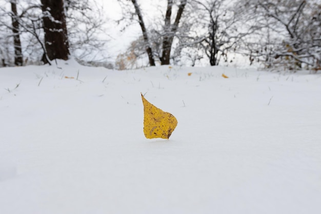 Foglia gialla nella neve L'arrivo dell'inverno Il concetto di cambiamento delle stagioni