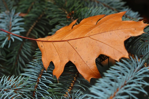 Foglia gialla solitaria