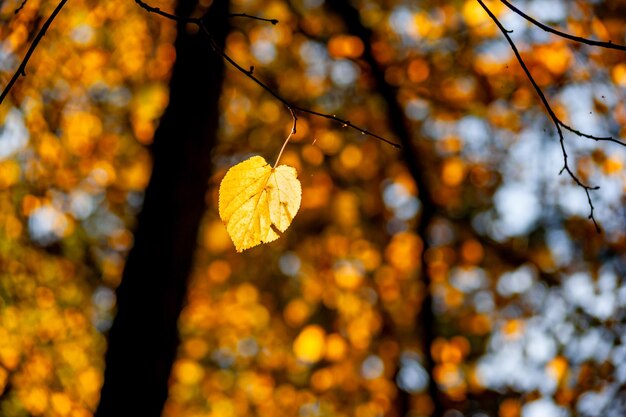 Foglia gialla su un ramo con fogliame autunnale sullo sfondo