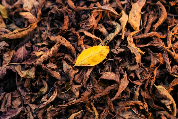 Foglia gialla sul mucchio delle foglie di autunno cadute secche