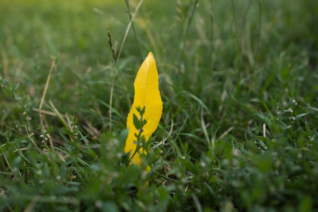 Foglia gialla sull'erba verde