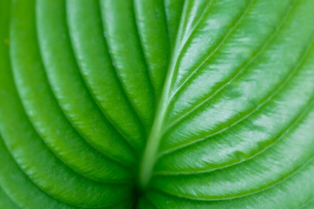 Foglia grande verde con venature