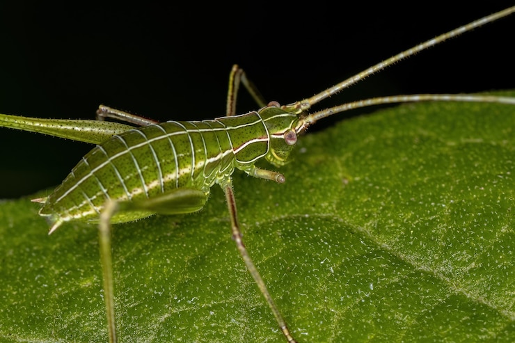 Foto foglia katydid ninfa della sottofamiglia phaneropterinae