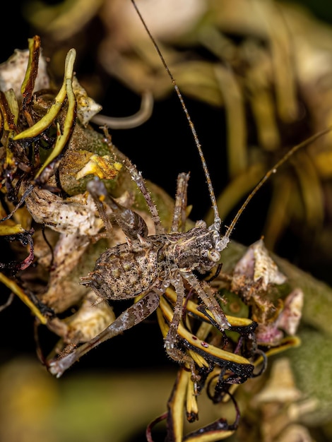 Foglia Katydid Ninfa