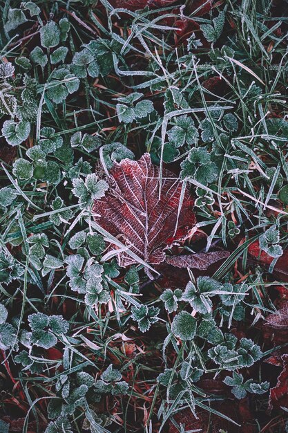 foglia marrone congelata nella stagione invernale, giornate fredde