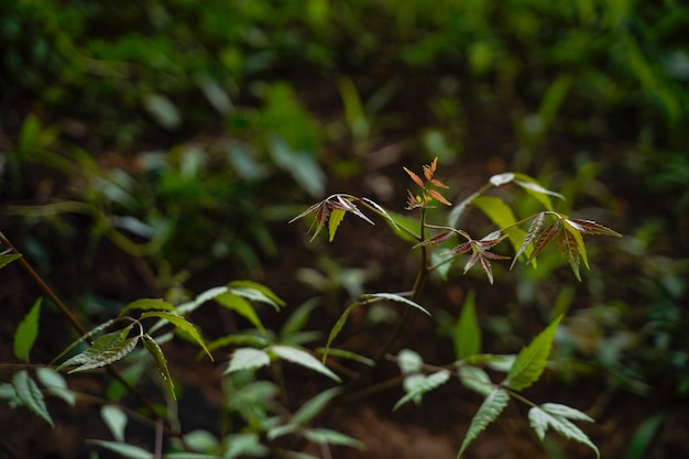 Foglia medicinale del neem al campo di agricoltura.