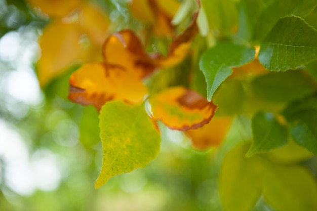 Foglia mezzo appassita su un ramo di albero