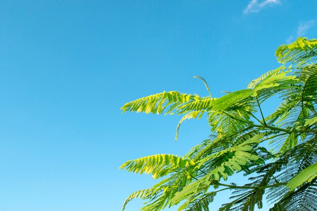 Foglia natura con spazio libero