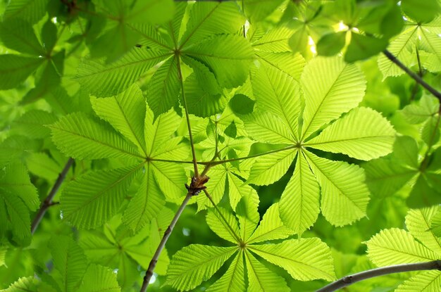 Foglia primaverile di castagno