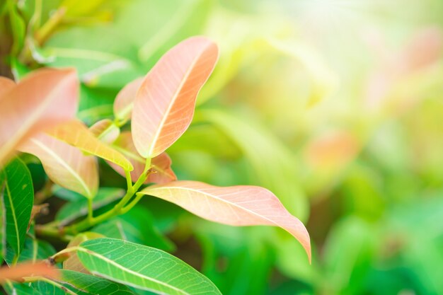 Foglia rossa, arancio e verde del primo piano nel giardino su fondo vago.