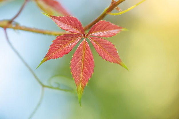 Foglia rossa autunnale su sfondo sfocato Foto macro di una foglia