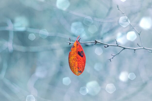 Foglia rossa dell'albero nella natura nella stagione invernale